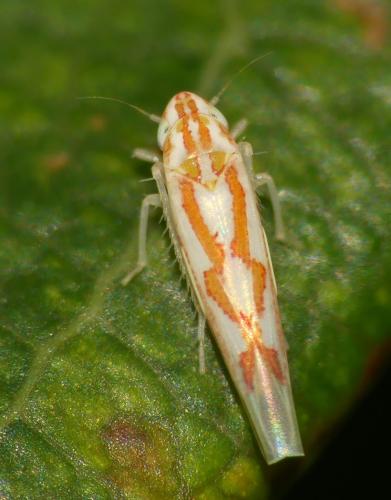 Zygina sp.